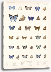Постер Годман Фредерик Insecta Lepidoptera-Rhopalocera Pl 057