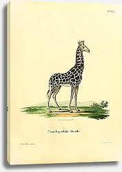 Постер Жираф Camelopardalis Giraffa