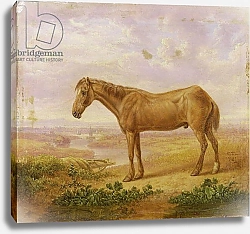 Постер Тауне Чарльз Old Billy, a Draught Horse, Aged 62