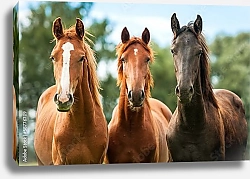 Постер Три коня