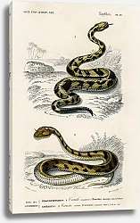 Постер Гремучая змея (Crotale) и Сахарская рогатая гадюка (Cerastes)