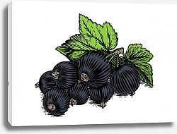 Постер Черная смородина с листьями
