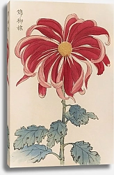Постер Хасегава Кейка Keika hyakugiku, Pl.01