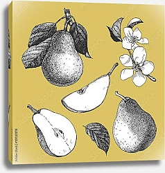 Постер Цветы и плоды груши 2