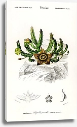 Постер Орбея пёстрая (Stapelia variegata)