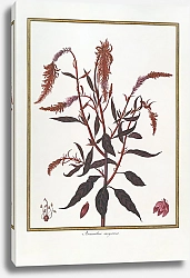 Постер Amaranthus sanguineus