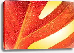 Постер Красный осенний лист с каплями росы