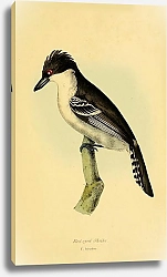 Постер Red-eyed Shrike