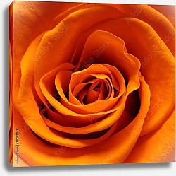 Постер Оранжевая роза макро №2