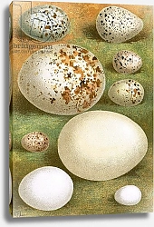 Постер Школа: Английская 20в. Eggs 10