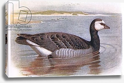 Постер Торнбурн Арчибальд (Бриджман) Barnacle Goose 1