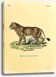 Постер Гуджератский лев