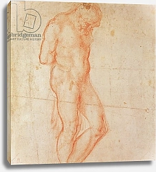 Постер Микеланджело (Michelangelo Buonarroti) Study of a Nude 1