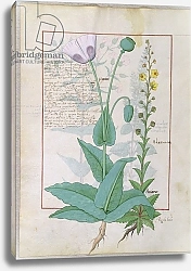 Постер Тестард Робинет (бот) Ms Fr. Fv VI #1 fol.148v Poppy and Figwort c.1470