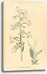 Постер Epipactis Palustris