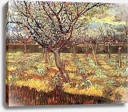 Постер Ван Гог Винсент (Vincent Van Gogh) Абрикосовые деревья в цвету