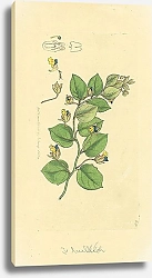 Постер Sowerby Ботаника №11 1