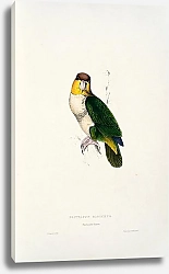 Постер Parrots by E.Lear  #38