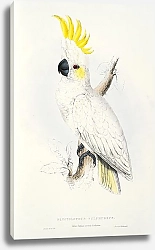 Постер Parrots by E.Lear  #1