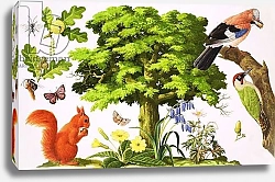 Постер Ригналл Джон (дет) The Wonderful Oak Tree