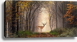 Постер Молодой олень на тропинке в туманном лесу
