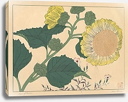 Постер Хоицу Сакаи Sun flowers