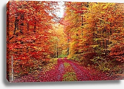 Постер Германия. Осень в лесу