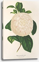Постер Лемер Шарль Camellia Giuseppe Biasi