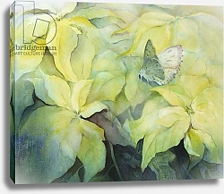 Постер Армитаж Карен (совр) Cream Poinsettia with butterfly