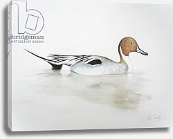 Постер Графтон Эле (совр) Pintail Duck, 2011