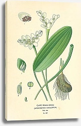 Постер Cape Pond-Weed (Aponogeton Distachyum)
