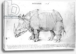 Постер Дюрер Альбрехт Rhinoceros, 1515