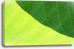 Постер Летний лимонно-зеленый лист