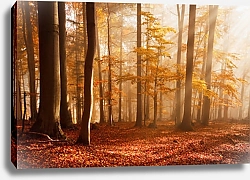 Постер Осенний лес в Карпатах, Словакия