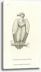 Постер Fulvous or Golden Vulture 1