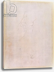Постер Микеланджело (Michelangelo Buonarroti) Study of a male torso