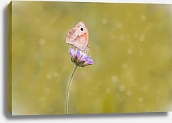 Постер Луговая бабочка на сиреневом цветке в поле