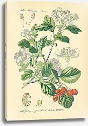 Постер Rosaceae, Pomeae, Crataegus oxyacantha