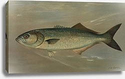 Постер Петри Джон The Bluefish, Pomatomus saltatrix.