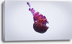 Постер Розовая медуза