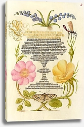 Постер Хофнагель Йорис Grape Hyacinth, Wasplike Insect, Eglantine, Austrian Brier, and Magpie Moth