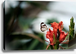 Постер Бабочка на красном тропическом цветке