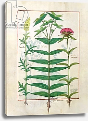 Постер Тестард Робинет (бот) Ms Fr. Fv VI #1 fol. Reseda, Euphorbia and Dianthus, c.1470