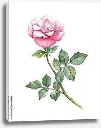 Постер Розовый цветок садовой розы