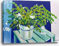 Постер Фивси Джоан (совр) Christmas Cactus,2000