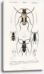 Постер Различные виды жуков 5