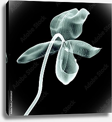 Постер Рентгеновское изображение цветка орхидеи на черном