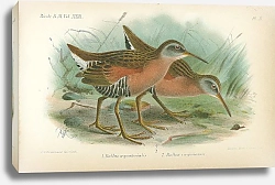 Постер Rallus Equatorialis, Rallus virginianus