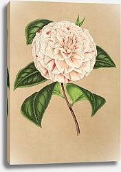 Постер Лемер Шарль Camellia Principessa Clotilde