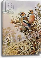 Постер Даннер Карл (совр) Pair of Chaffinches